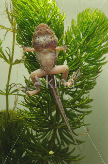 green frog (Rana esculenta