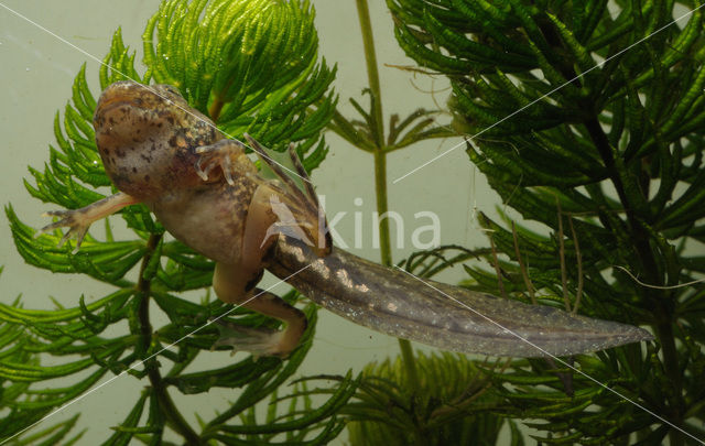 green frog (Rana esculenta