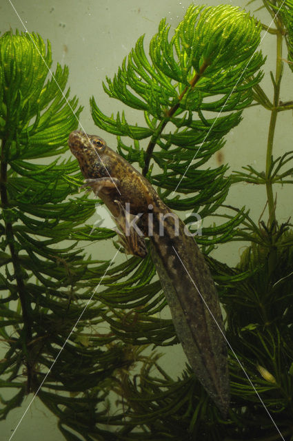 green frog (Rana esculenta
