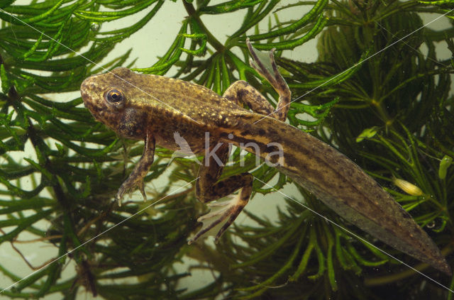 green frog (Rana esculenta