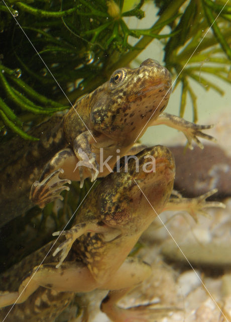 green frog (Rana esculenta