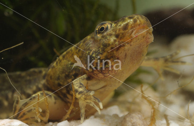 green frog (Rana esculenta