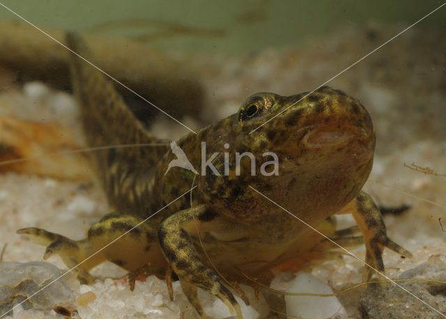 green frog (Rana esculenta