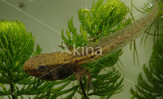 green frog (Rana esculenta