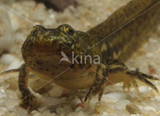 green frog (Rana esculenta