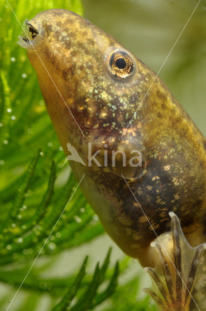 green frog (Rana esculenta