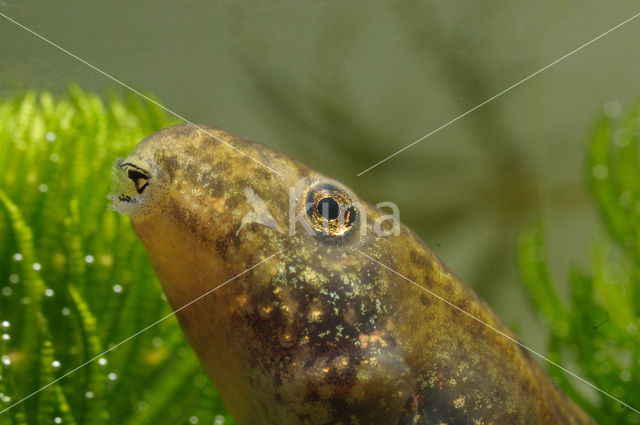 green frog (Rana esculenta