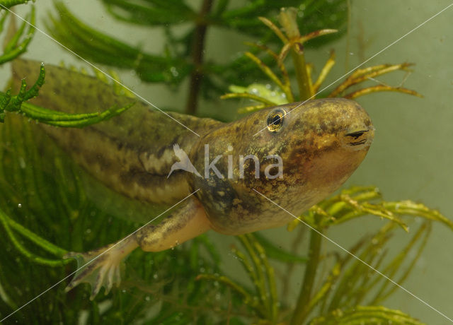 green frog (Rana esculenta