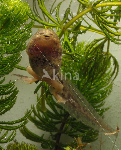 green frog (Rana esculenta