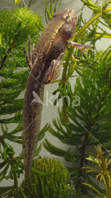 Groene kikker complex (Rana esculenta