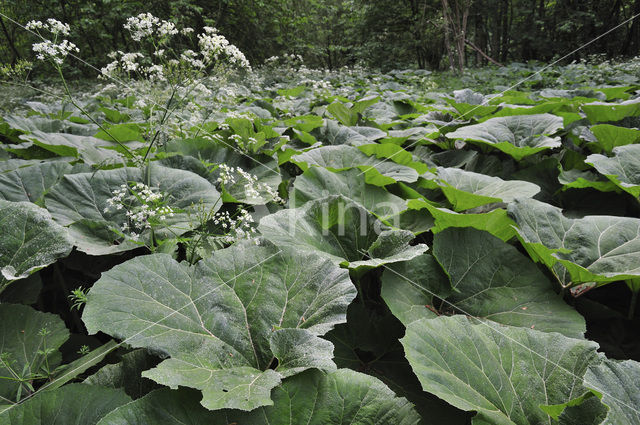 Groot hoefblad (Petasites hybridus)