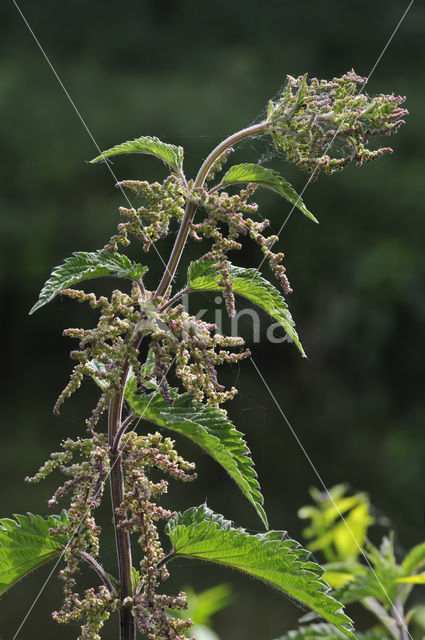 Stinging Nettle (Urtica dioica)