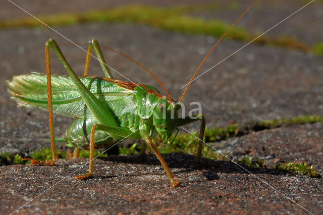 Grote groene sabelsprinkhaan (Tettigonia viridissima)