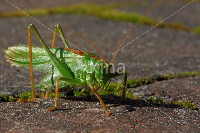 Grote groene sabelsprinkhaan (Tettigonia viridissima)