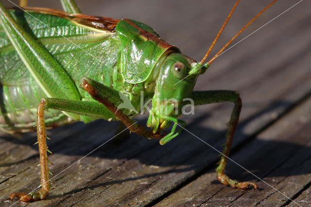 Grote groene sabelsprinkhaan (Tettigonia viridissima)