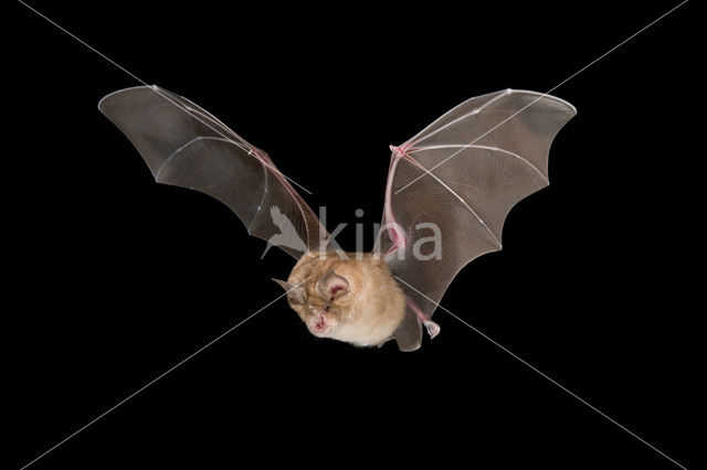 Greater Horseshoe Bat (Rhinolophus ferrumequinum)