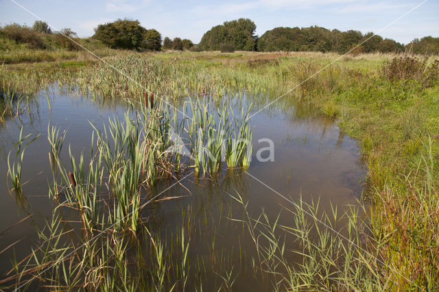 Emperor Dragonfly (Anax imperator)