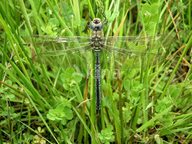 Emperor Dragonfly (Anax imperator)