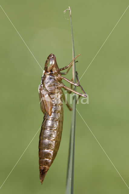 Grote keizerlibel (Anax imperator)