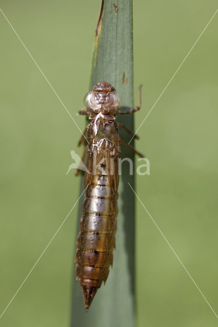 Grote keizerlibel (Anax imperator)