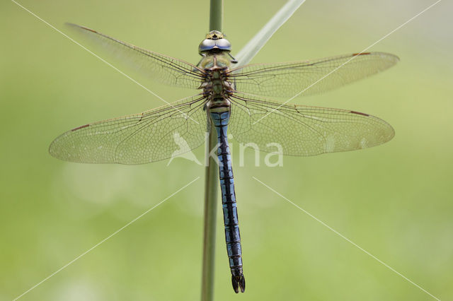 Grote keizerlibel (Anax imperator)