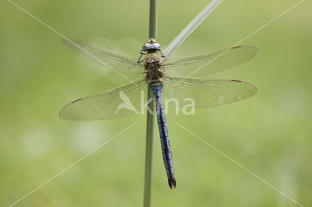 Grote keizerlibel (Anax imperator)