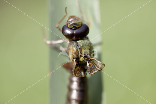 Grote keizerlibel (Anax imperator)