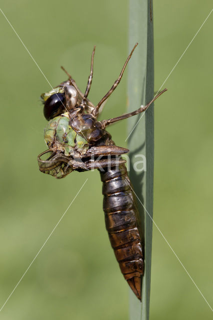 Grote keizerlibel (Anax imperator)