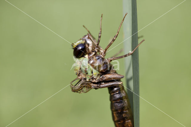 Grote keizerlibel (Anax imperator)