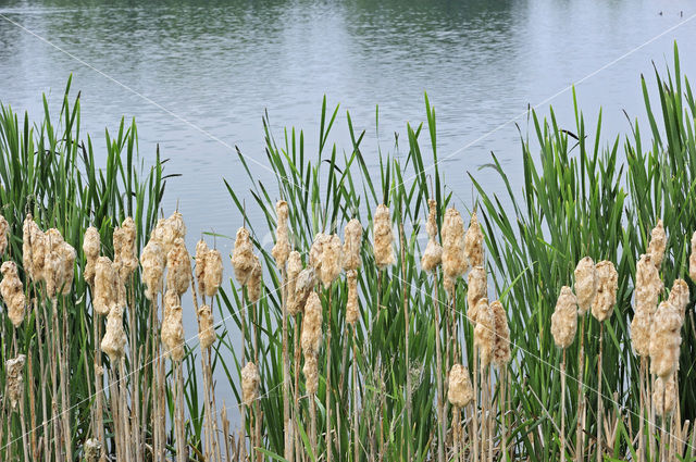 Grote lisdodde (Typha latifolia)