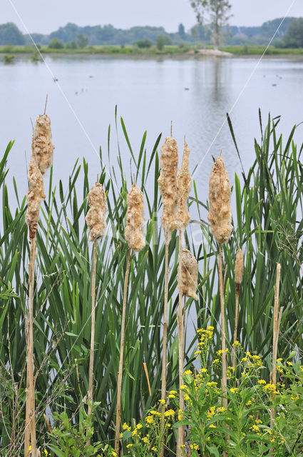 Grote lisdodde (Typha latifolia)