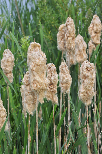 Grote lisdodde (Typha latifolia)