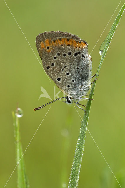 Large Copper (Lycaena dispar rutila)