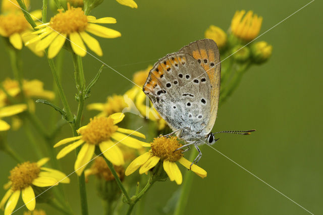 Large Copper (Lycaena dispar rutila)