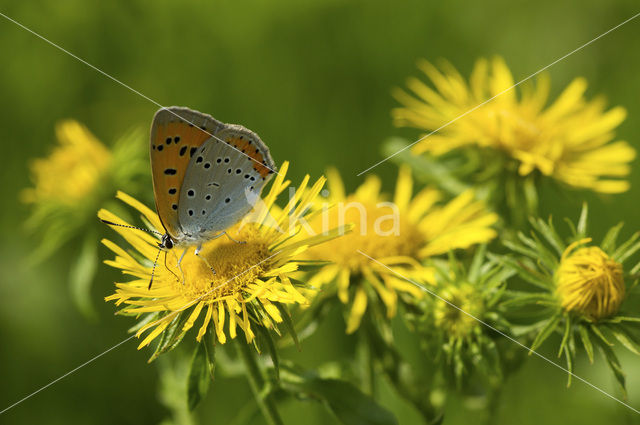 Grote Vuurvlinder (Lycaena dispar rutila)