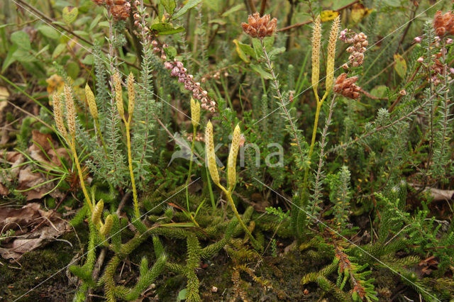 Grote wolfsklauw (Lycopodium clavatum)