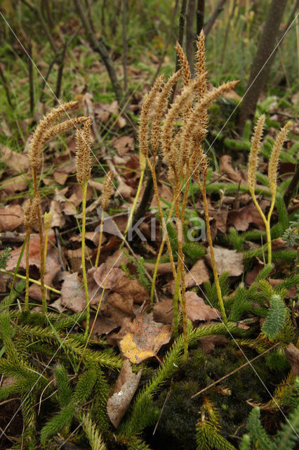 Stag’s-horn Clubmoss (Lycopodium clavatum)