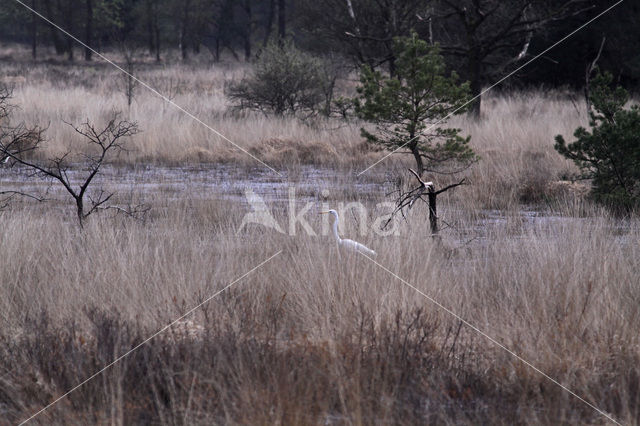 Grote Zilverreiger (Ardea alba)