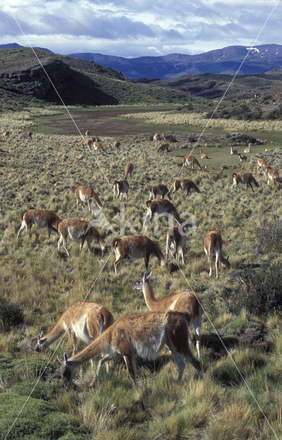 Guanaco (Lama guanicoe)