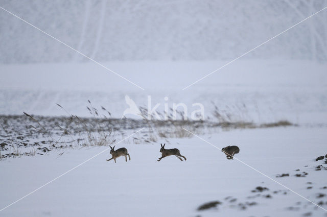 Haas (Lepus europaeus)