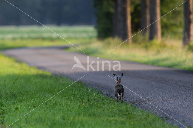 Brown Hare (Lepus europaeus)