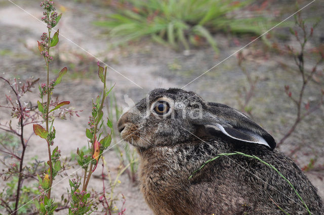 Brown Hare (Lepus europaeus)