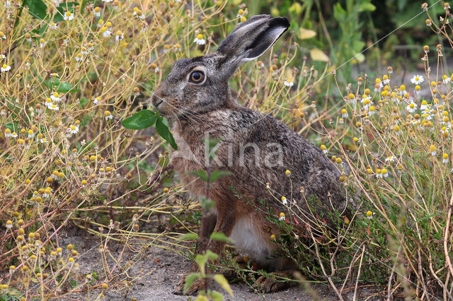 Haas (Lepus europaeus)