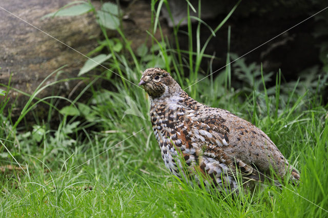 Hazel grouse (Tetrastes bonasia)