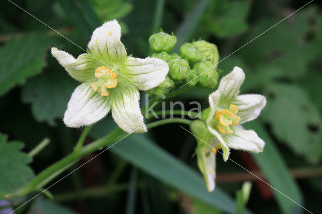 Heggerank (Bryonia dioica)