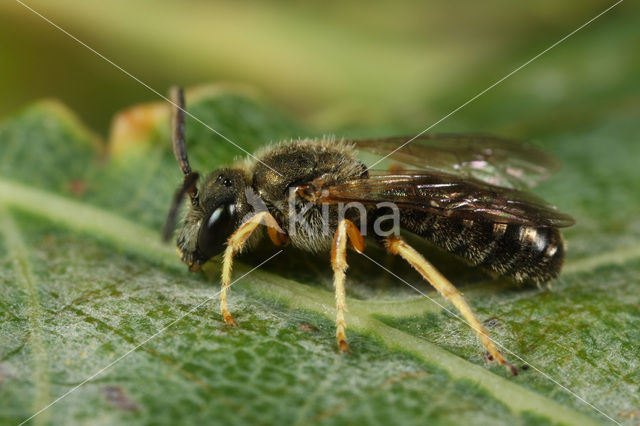 Halictus confusus