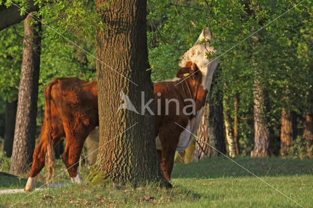Hereford Cow (Bos domesticus)