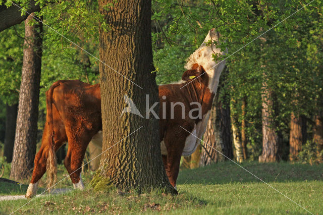 Hereford Koe (Bos domesticus)