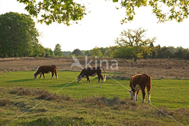 Hereford Koe (Bos domesticus)