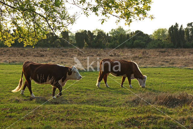 Hereford Koe (Bos domesticus)